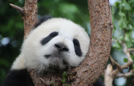 panda