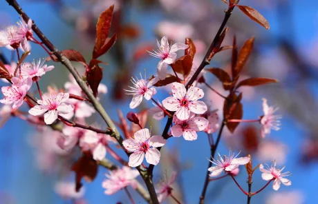 cherry blossoms in japan