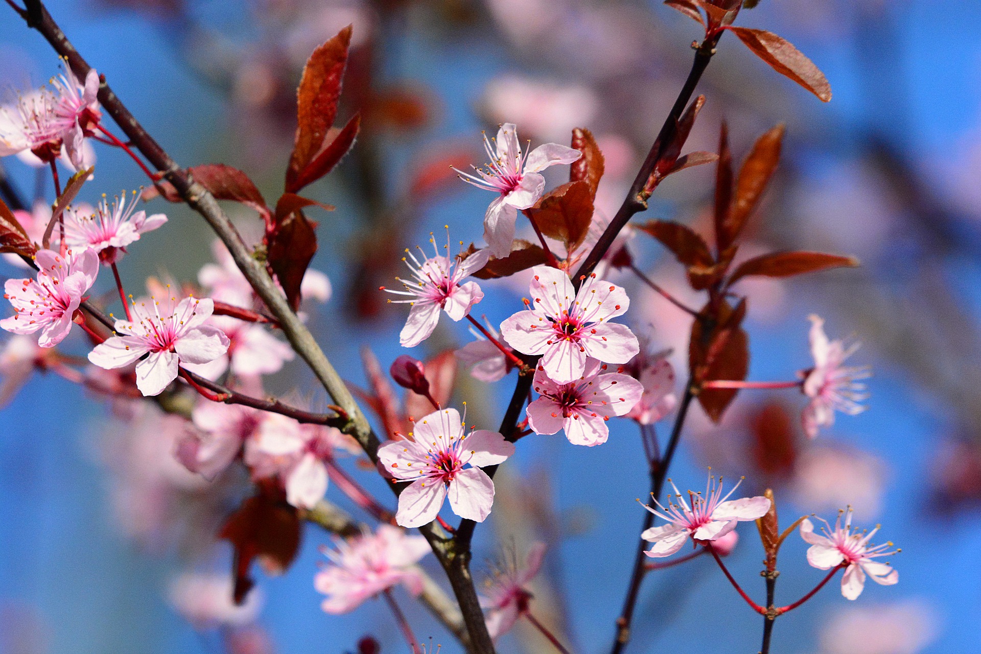 cherry blossoms in japan