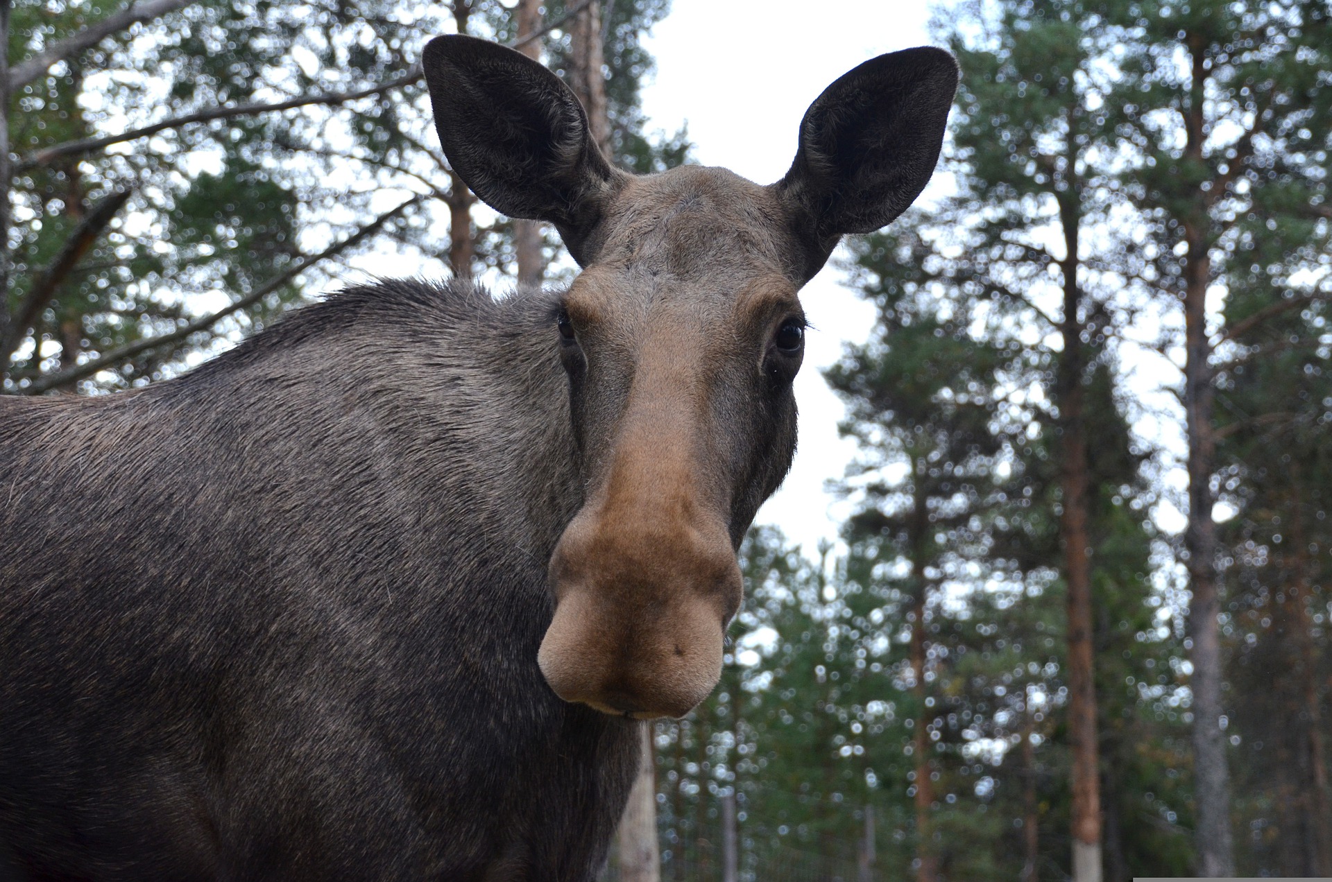 How to Learn Swedish: 6 Useful Ways to Learn Swedish Swiftly