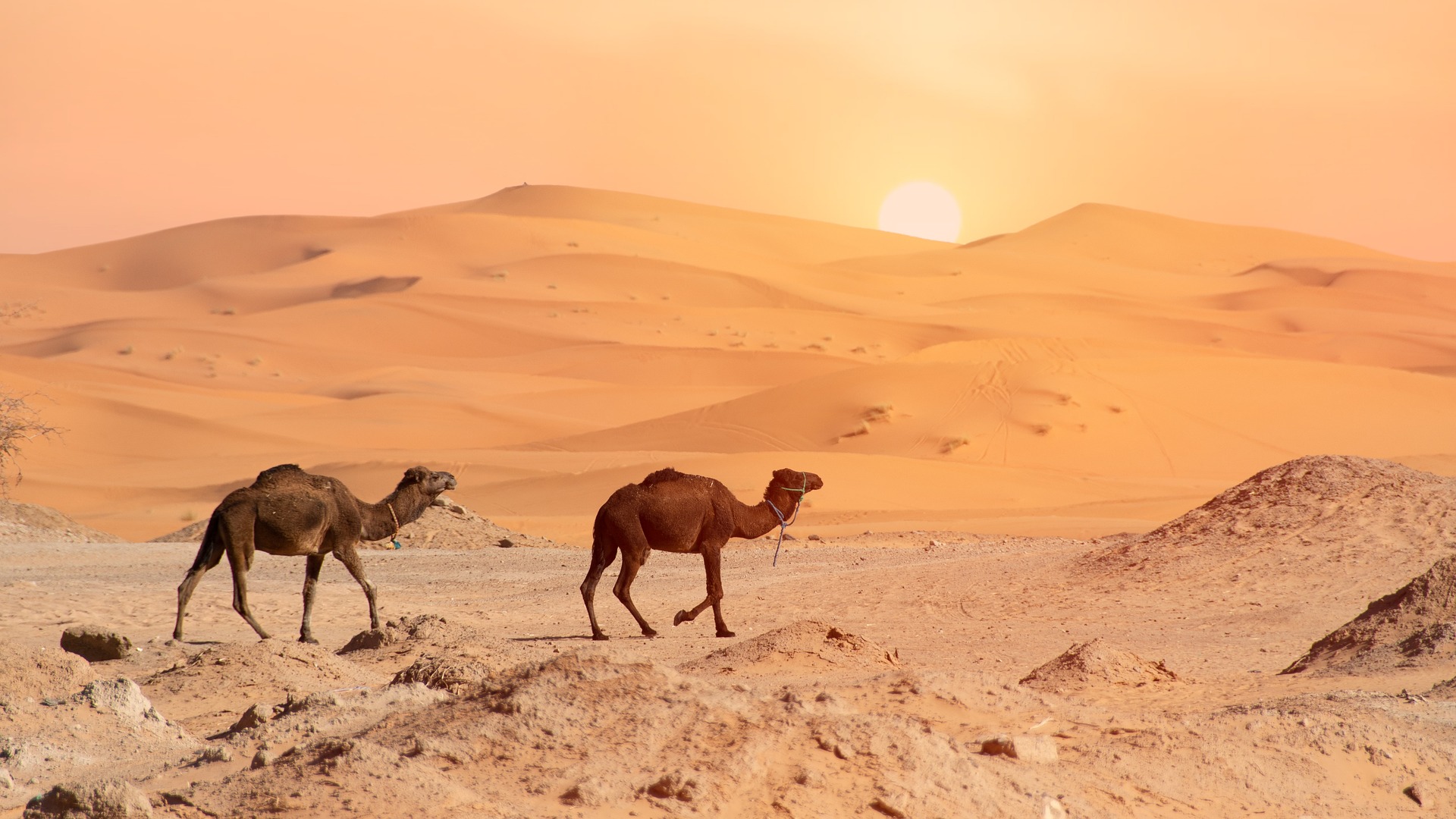 The 7 Best Online Courses to Learn Arabic Quickly