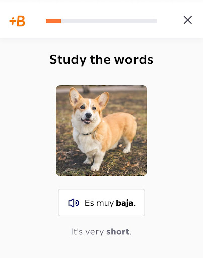 Screenshot from a Babbel Spanish lesson where you see the picture of a small dog while you listen to the phrase "Es muy baja" in Spanish and read the English translation "It's very short."