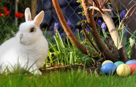 Easter bunny with eggs