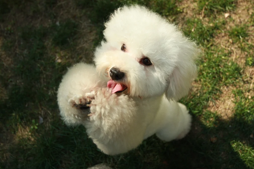 A white poodle stands on it's back legs