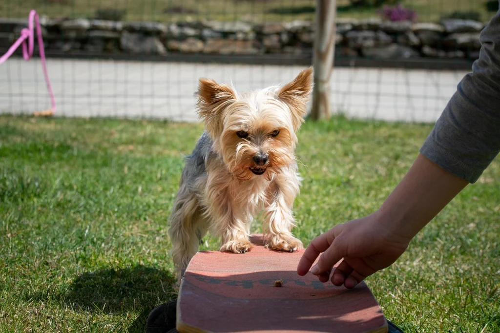 Spanish dog commands