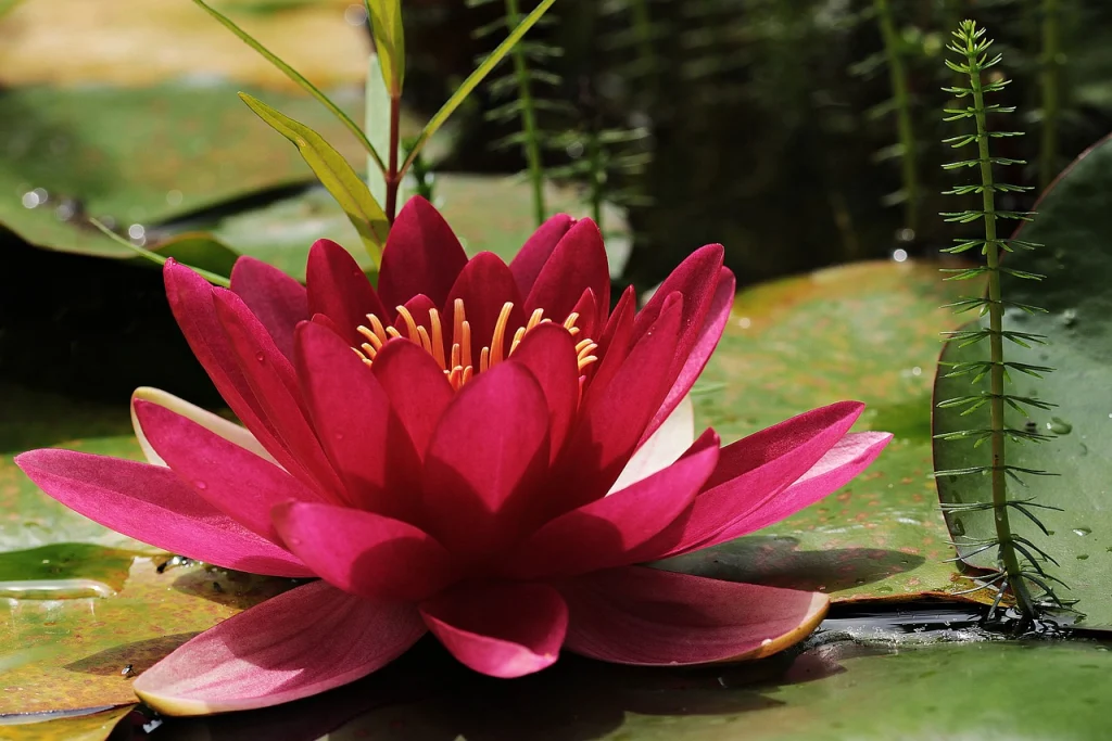 A beautiful flower