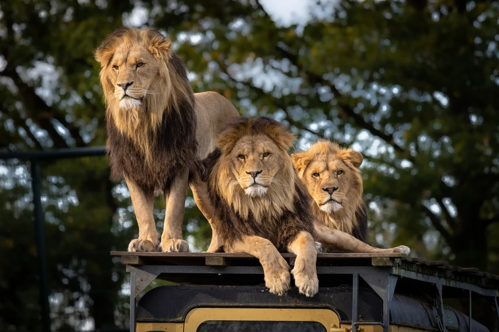 Three male lions rest on the hood of a car.