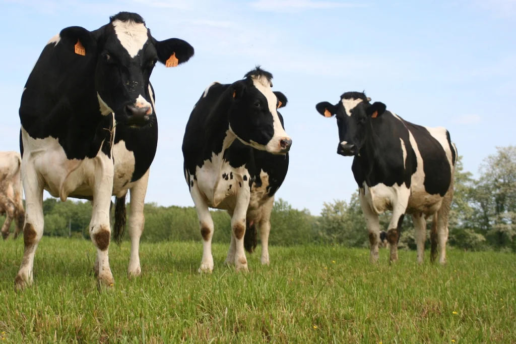 Three cows stand in a praire.