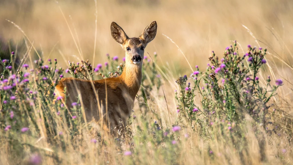 A deer stands in between wild flowers and dry grass.