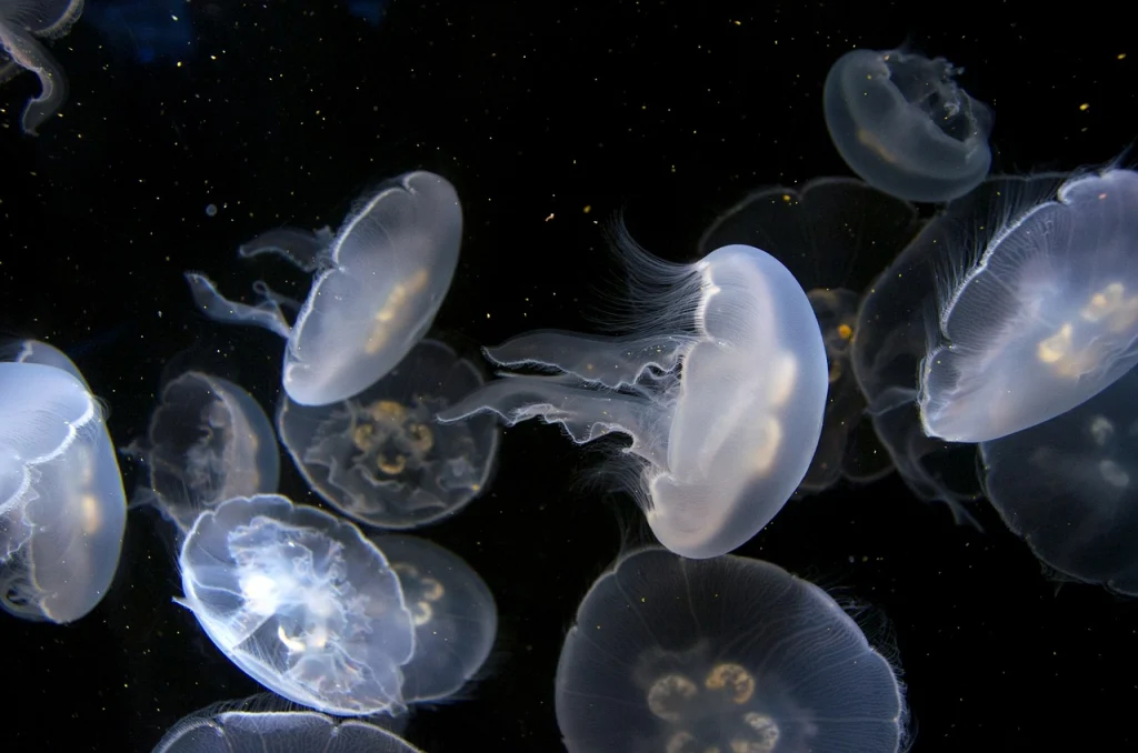A group of jellyfish swim in the dark ocean.